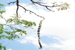 Radermachera xylocarpa